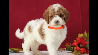 Goldendoodle Puppies for Sale [upl. by Seltzer]