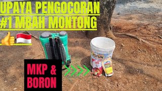 Pengocoran MKP amp Boron 1 di pohon durian montong 👍🤙🇲🇨 [upl. by Asseralc353]