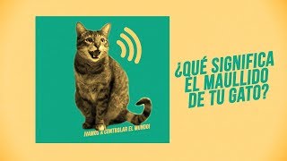 ¿Qué te quiere decir tu gato con su maullido 🎶😸😾😿🎶  ¡Hay 6 tipos de miaus 🔊 [upl. by Kozloski111]