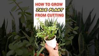 Grow Jade plant from cuttings shorts jade plants gardening balcony tips trending [upl. by Schonthal683]