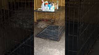 Cleaning out my dog shed rottweiler [upl. by Ceciley889]