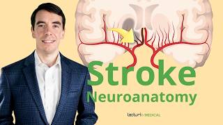 The Neuroanatomy of a Stroke Stroke Syndromes and Location Identification [upl. by Etka]