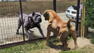 Quando o Boerboel e o Rottweiler se encontram quem vence essa batalha [upl. by Yaniv]