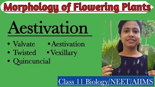 Aestivation  Parts of Flower  Morphology of Flowering Plants  Class 11 Biology NEET AIIMS [upl. by Dolphin429]