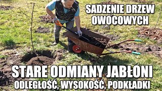 Sadzenie drzew owocowych Jabłonie starych odmian Odległość wysokość szerokość podkładki nawóz [upl. by Mehcanem105]