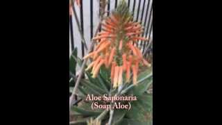 How to Harvest Seeds from Aloe Saponaria aka Soap Aloe Plant [upl. by Donatelli568]