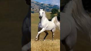 El Caballo Blanco Historia del Corrido [upl. by Hnah]