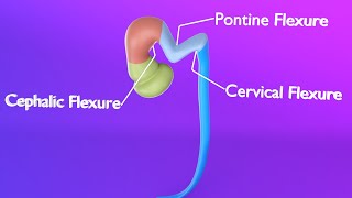 Brain Flexures  Primary Brain Vesicles  Secondary Brain Vesicles  Neuroembryology part 1 [upl. by Attey]