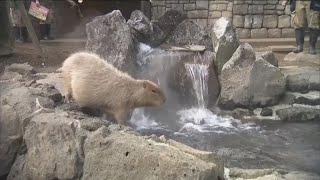 Capybaras soak in hot baths in Japan [upl. by Benioff]