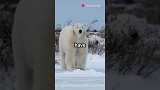 Majestic Polar Bears Kings of the Arctic polarbear wildlife animal [upl. by Metts334]