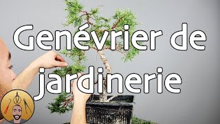 MISE en FORME dun GENÉVRIER de JARDINERIE en BONSAÏ 🌳AFDB🌳 [upl. by Hagood727]