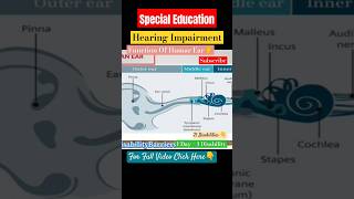 Function Of Humar Ear Hearing Impairmentshorts specialeducation education hearing short [upl. by Yenitirb]