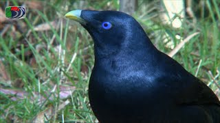 100 Sydney Birds  0810 Koel to Pardalote Night Birds Kookaburra Bowerbirds [upl. by Clea]