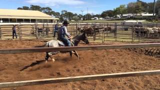 ONE STYLISH PEPTO  DARLING DOWNS CAMPDRAFT [upl. by Hulen799]