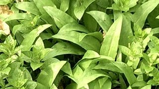 Collecting Ramsons  Wild Garlic  Storing and Cooking Steak [upl. by Lipski]