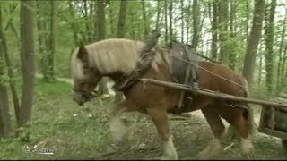 Débardage à cheval dans le bois de la Hacquinière [upl. by Naimad675]