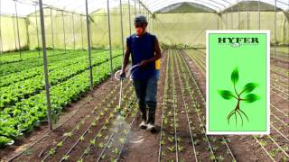 Hyfer Plus Foliar Fertilizer for Vegetables [upl. by Azne]