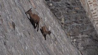 Un bouquetin champion descalade sur un barrage en Italie [upl. by Eniluqcaj]