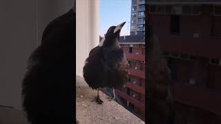 7th August 2024  Visit from the Swoopy Lady  Australian Magpie [upl. by Ramedlab]