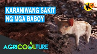 Karaniwang Sakit ng Baboy at Paano Ito Maiiwasan  Agricoolture [upl. by Natie]