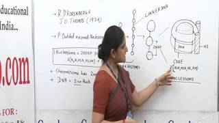 Nucleosome Model Lecture BSc Biotechnology by Ms Priyanka khan [upl. by Goodspeed408]