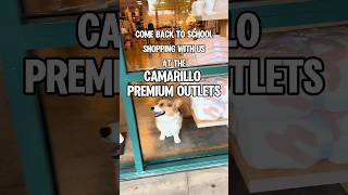 Shopping With My Corgi At the Camarillo Premium Outlets shorts corgi cute [upl. by Nyla]