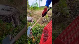 lingonberry berrypicking fruitpicking farming berryfarm wildberries cranberry harvesting [upl. by Musa]