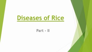 Diseases of Rice  Part II  Fungal and bacterial diseases of rice [upl. by Rosenbaum]