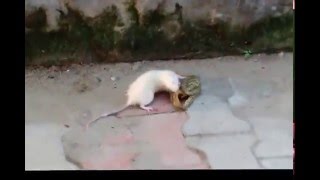 Unseen fight of Frog and Rat Unbelievable [upl. by Ylesara]