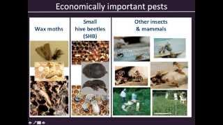 2015 02 18 10 06 Honeybees and neonicotinoids II [upl. by Bordy]