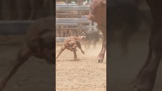 Working Dogs in Action  Australian Working Kelpie  Dogs in Slow Mo  Dogs with Jobs  Muster Dogs [upl. by Suravaj385]