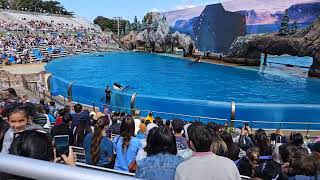 Sea World in San Diego California 2024 [upl. by Trefler288]