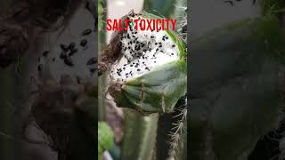 Xerophytes Cactus Have Roots Till Water Table facts biology xerophytic facts shorts vedantu 10 [upl. by Orvie14]