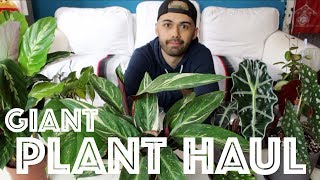 GIANT INDOOR PLANT HAUL  APRIL 2019 [upl. by Schertz]