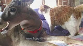 DEER LICKING CAT 20min ASMR LOOP [upl. by Ludmilla672]