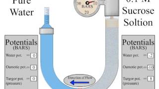 osmometer [upl. by Massimo]