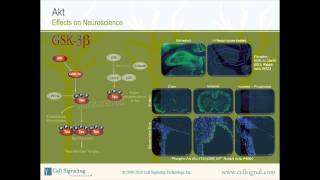 The Study of Akt  Section 3 of 3mp4 [upl. by Osman126]