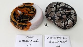 Nouveau couple Python regius Axanthic Het piebal  Piebald Het axanthic [upl. by Daffie]