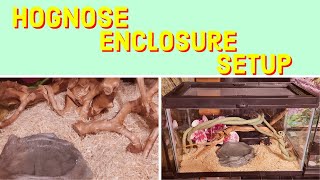 Western Hognose Snake Enclosure Setting Up for Success [upl. by Eiramasil948]