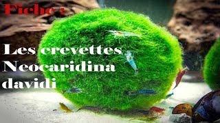 Les crevettes Neocaridina Davidi AQUAFICHE [upl. by Adnoloy71]