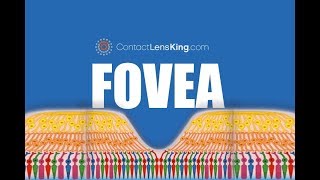 The Fovea  What is the Fovea and What Does it do [upl. by Htebi]