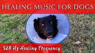 Healing Music for Dogs and Humans 528 Hz Frequency [upl. by Kenrick]