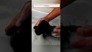 OMG  Rescue dog puppy rescue rescueanimals animals animalsoftiktok [upl. by Ymorej]