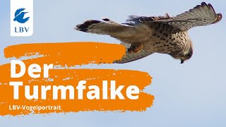 Der Turmfalke Falco tinnunculus  Steckbrief  Gesang Vogelarten kennen lernen mit den Experten [upl. by Funda]