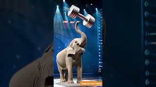 Elephant performs a stunt on the Americas Got Talent stage 大象在美國達人秀舞台上表演特技。 [upl. by Aened93]