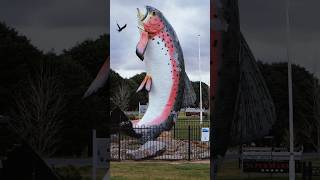 Bit of a road trip Adaminaby kosciuszko roadtrip trout australia tbzon2r [upl. by Lolande]