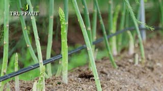 Comment planter une griffe dasperge au potager   Truffaut [upl. by Sarad]