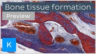 Bone tissue formation ossification and cells preview  Human Histology  Kenhub [upl. by Yracaz680]