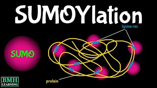 SUMOYlation  SUMO Protein  Post Translational Modifications [upl. by Maxa167]