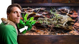 Abandoned Bearded Dragon Gets Mansion Vivarium Giant Bioactive Build [upl. by Nnel249]